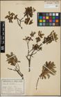 Foto von Salix hastata L.